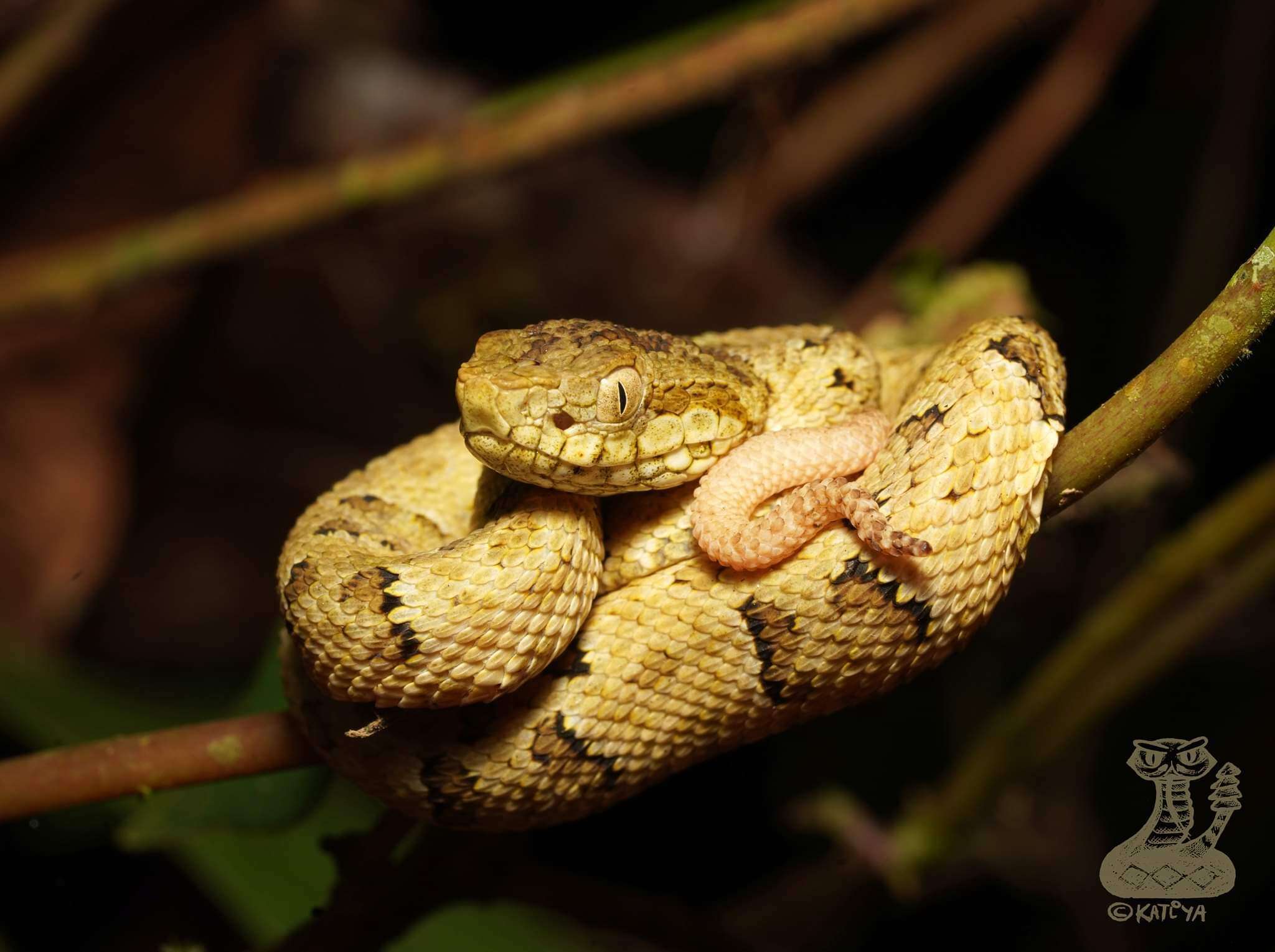 Imagem de Bothrops osbornei Freire-Lascano 1991