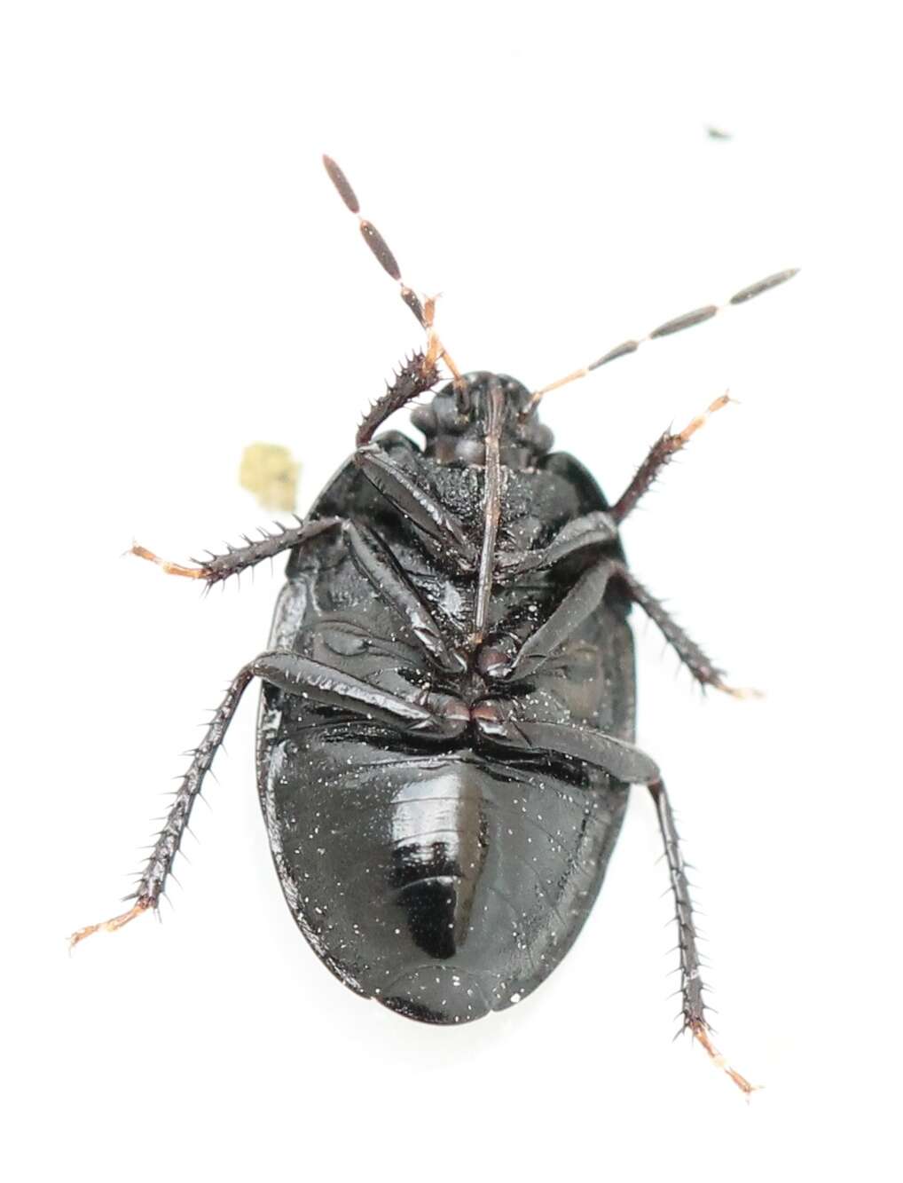 Image of <i>Sehirus luctuosus</i>