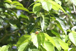 Image of Puerto Rican Checkerspot