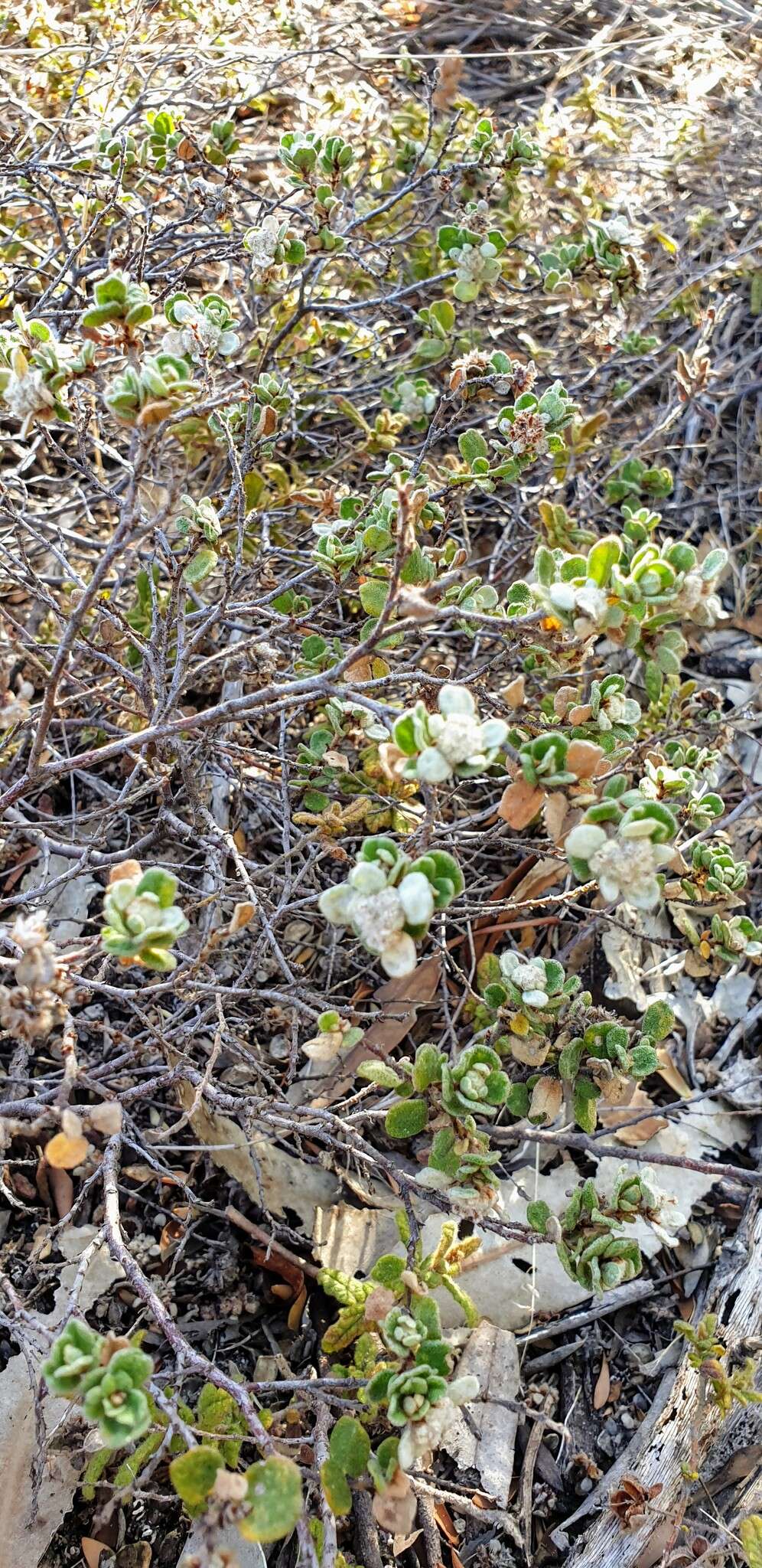 Imagem de Spyridium coactilifolium Reiss.