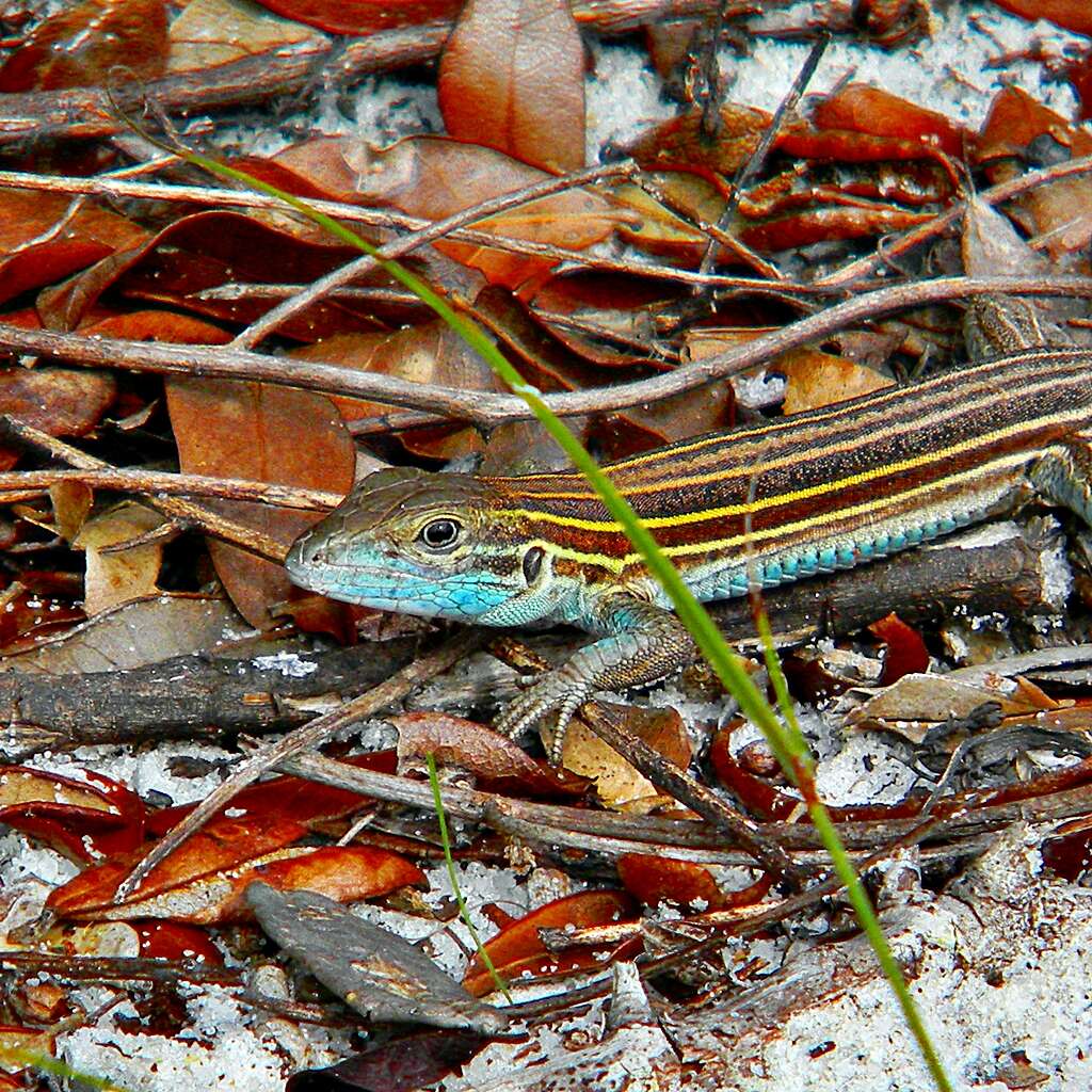 Image of Six-lined Racerunner