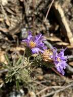 Imagem de Dieteria asteroides var. asteroides