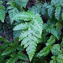 Image of button fern