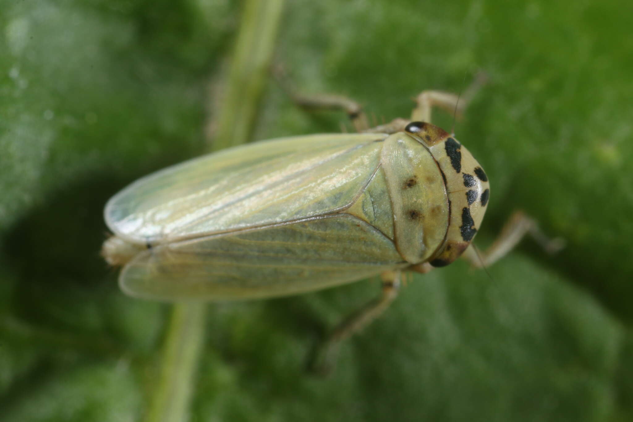 Plancia ëd Handianus (Pycnoides) flavovarius Herrich-Schaeffer 1835