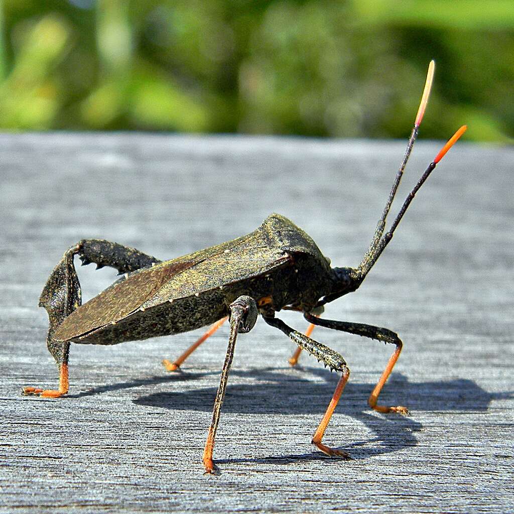 Image of Florida leaf-footed bug