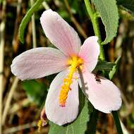 Image of Virginia saltmarsh mallow