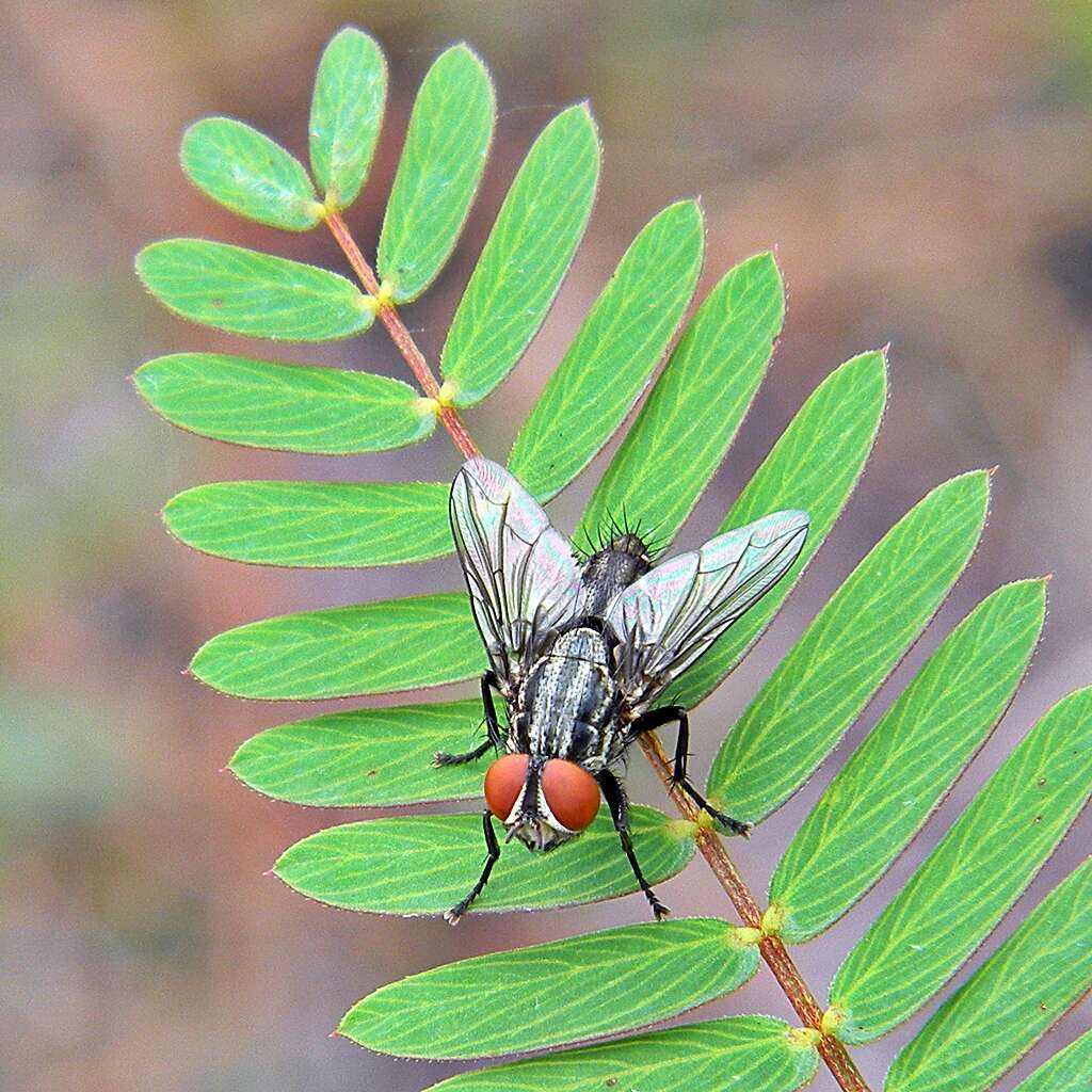 Image of partridge pea