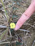 Image de Merremia hederacea (Burm. fil.) Hall. fil.