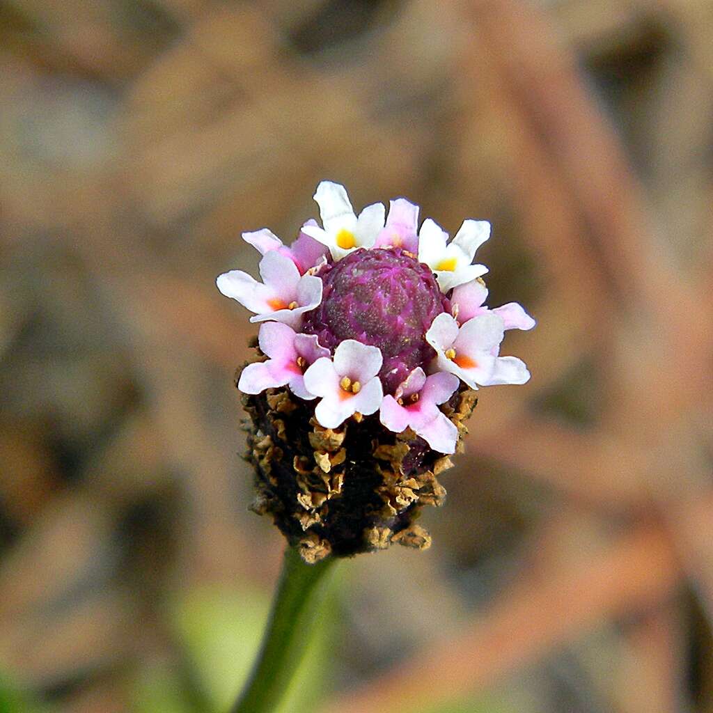 Plancia ëd Phyla nodiflora (L.) Greene