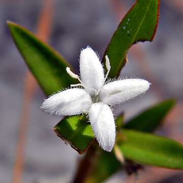 Image of Virginia buttonweed