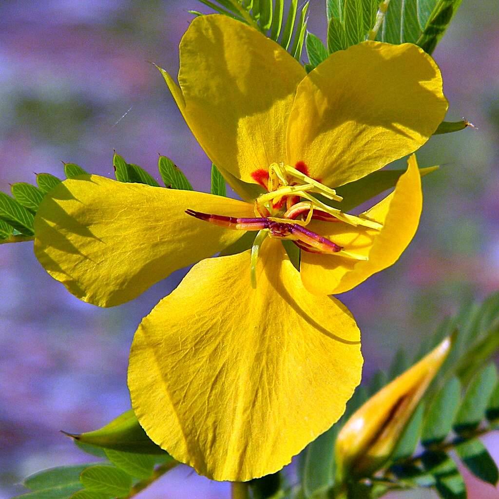 Image of partridge pea