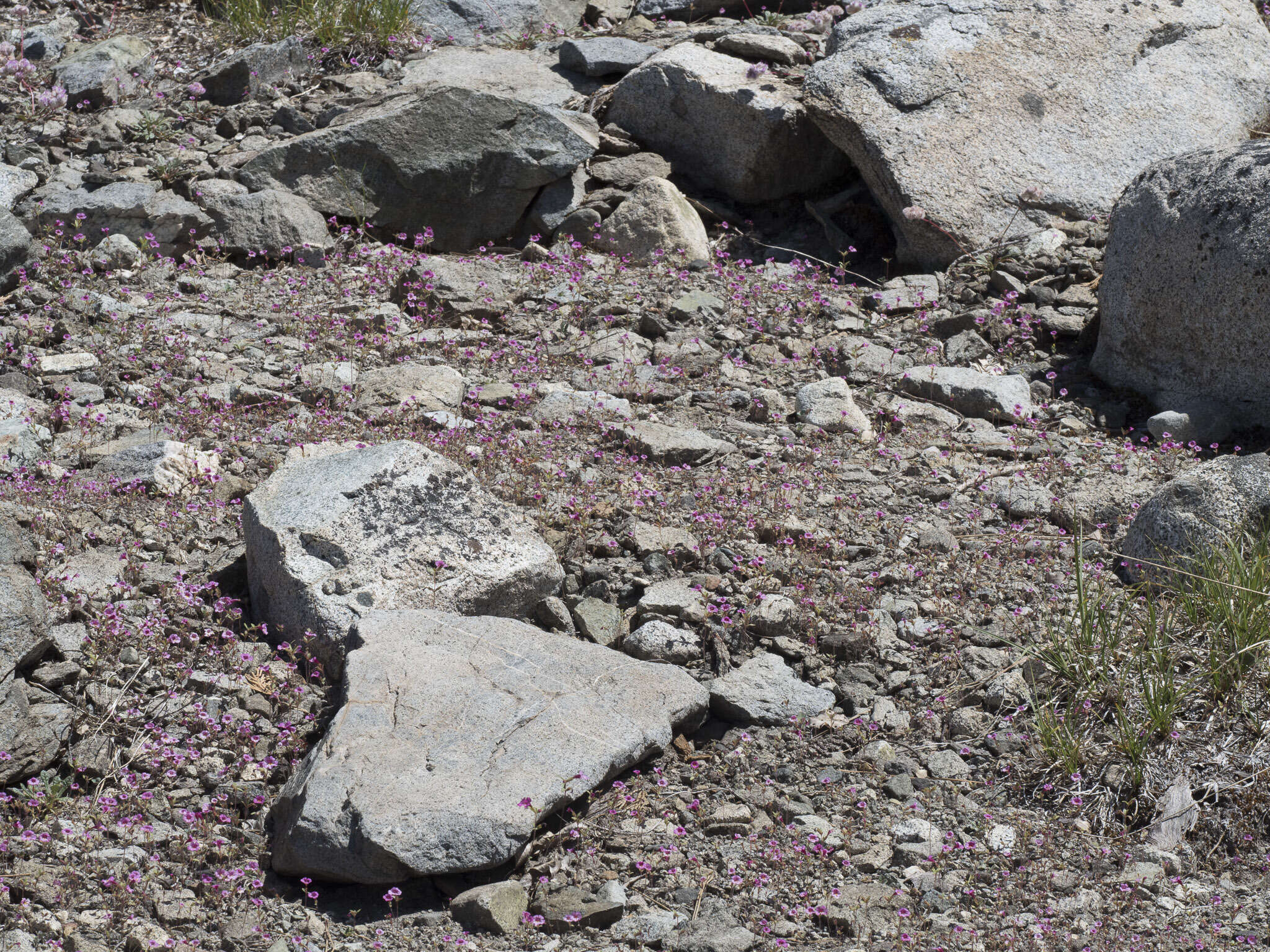 Image of Torrey's monkeyflower