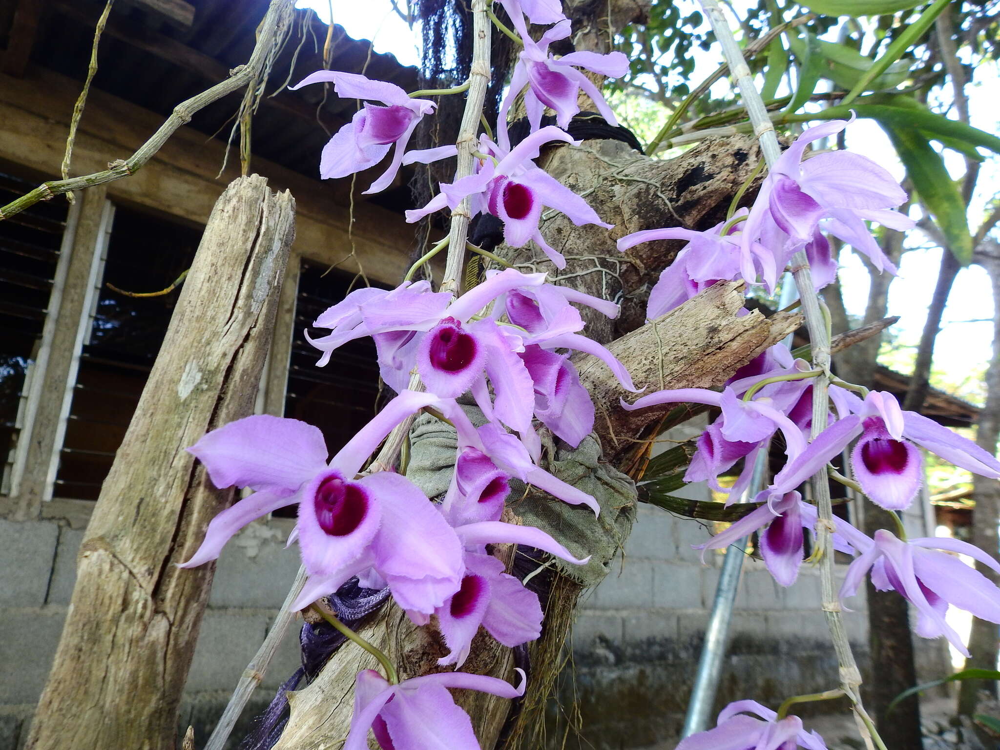 Plancia ëd Dendrobium anosmum Lindl.