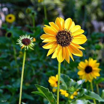 Image of cucumberleaf sunflower