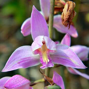 Image of Pine-pink