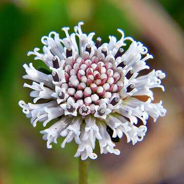 Image of snow squarestem