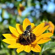 Image of cucumberleaf sunflower