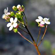 Image of limewater brookweed