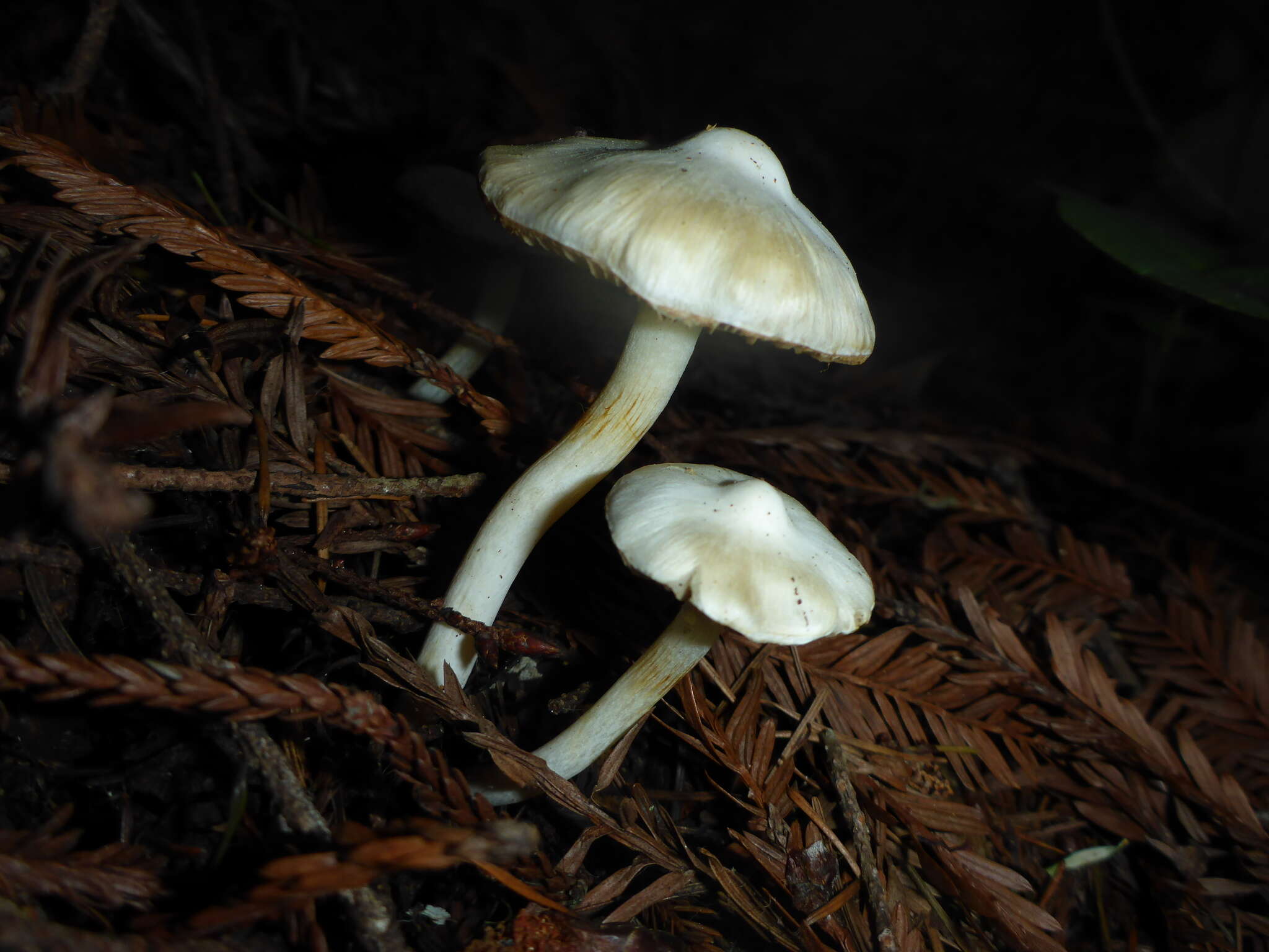 Image of Inocybe insinuata Kauffman 1924