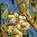 Image of Banded Honeyeater