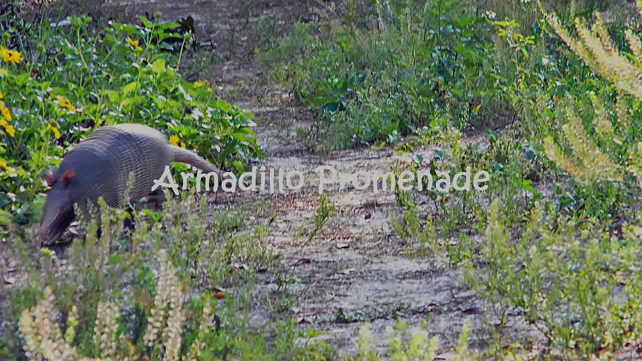 Image of long-nosed armadillos