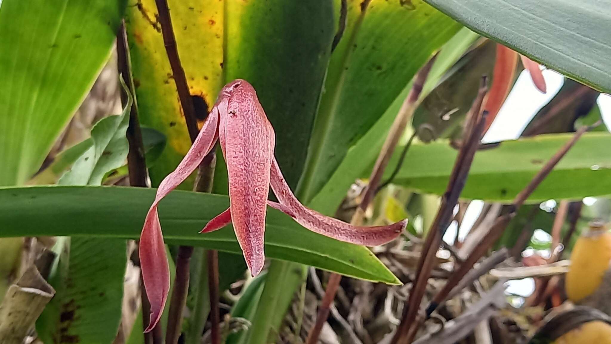 Image of Maxillaria colorata Rchb. fil.