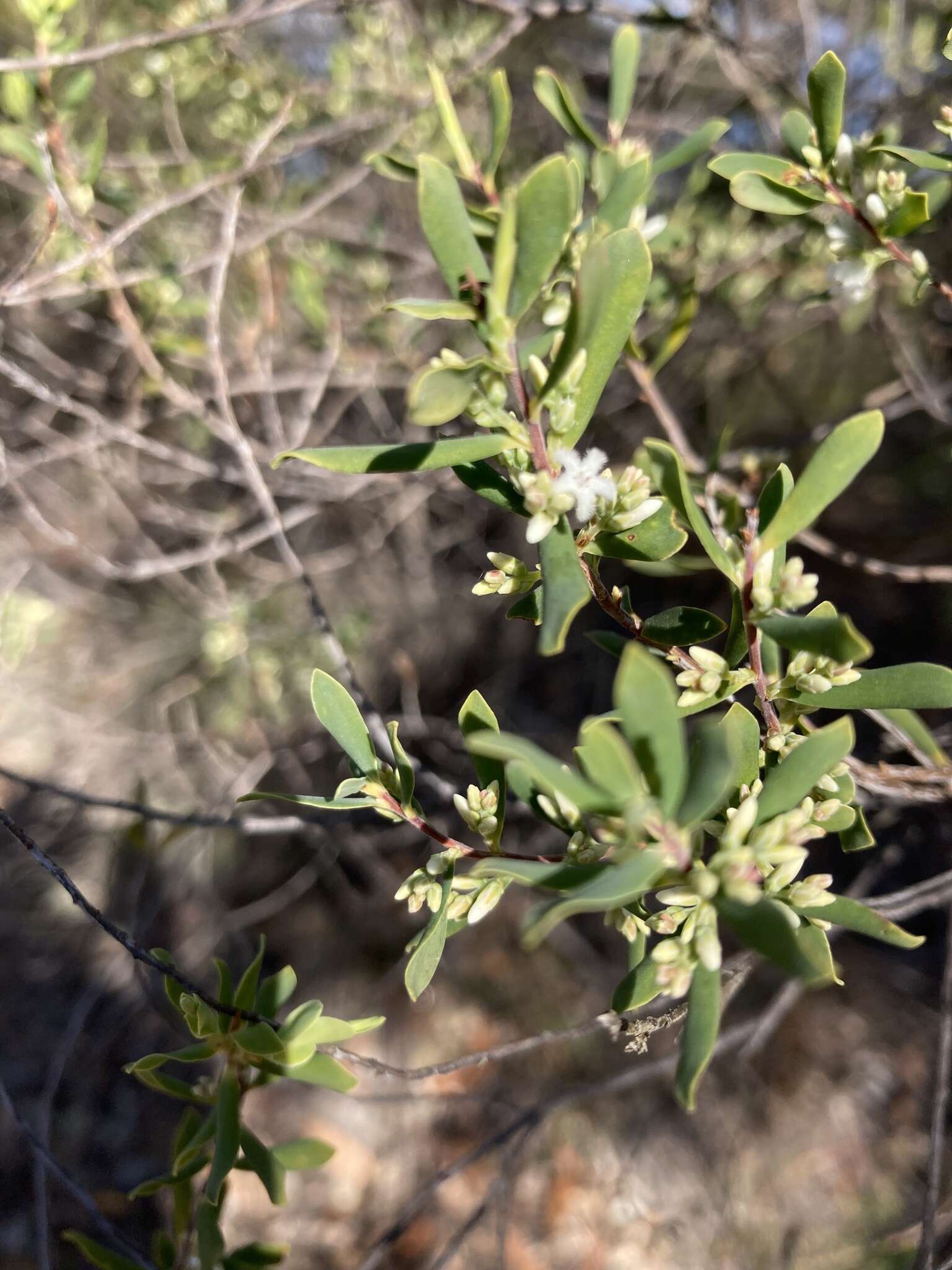 Plancia ëd Leucopogon muticus R. Br.