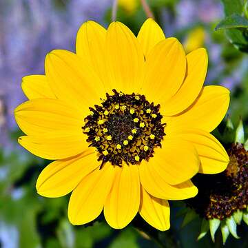 Image of cucumberleaf sunflower