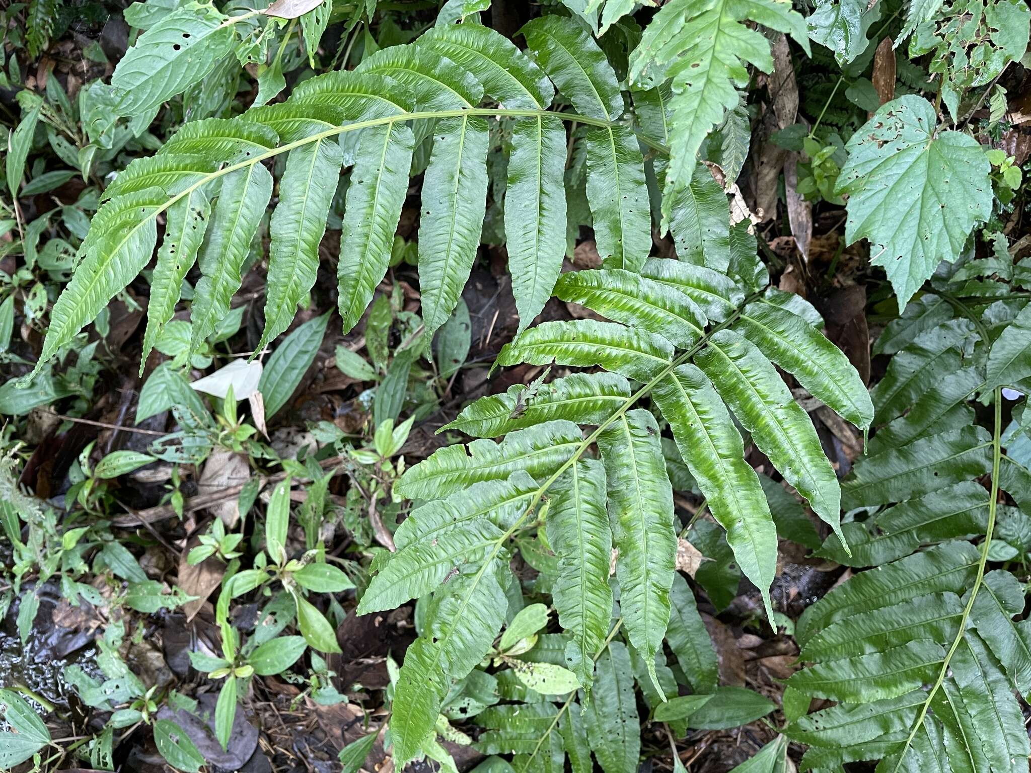 Plancia ëd Diplaziopsis javanica (Bl.) C. Chr.