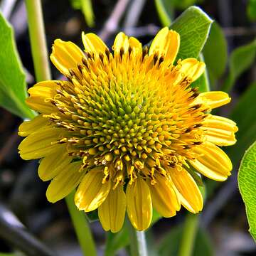 صورة Borrichia frutescens (L.) DC.