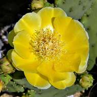 Image of Eastern Prickly Pear