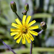 Image of Hieracium megacephalum Nash