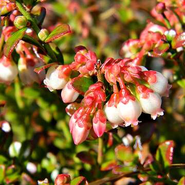 Image de Vaccinium myrsinites Lam.