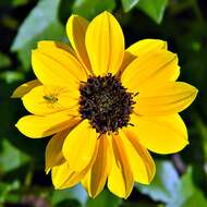 Image of cucumberleaf sunflower