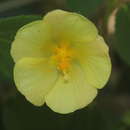 Peltaea sessiliflora (Kunth) Standl. resmi