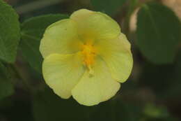 Image de Peltaea sessiliflora (Kunth) Standl.