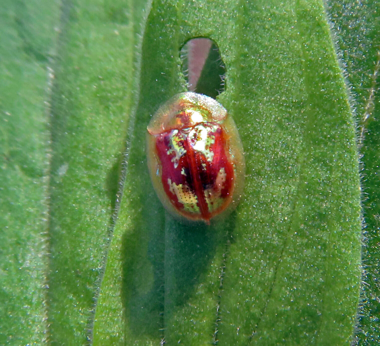 Plancia ëd Cassida (Mionycha) subreticulata Suffrian 1844