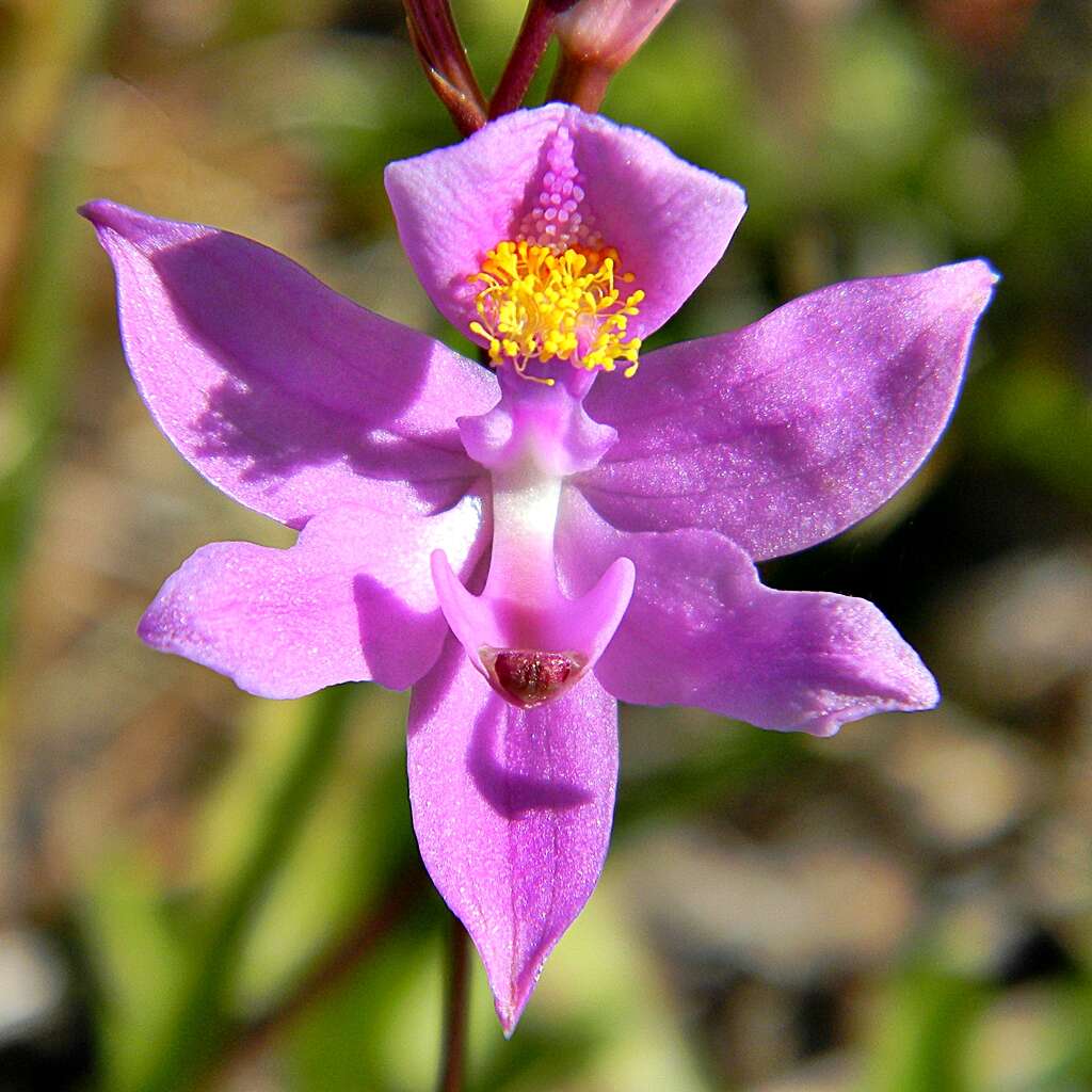 Image of Bearded grass-pink