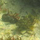 Image of Large kelpfish