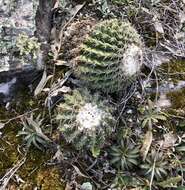 Image of Parodia langsdorffii (Lehm.) D. R. Hunt