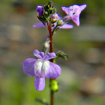 Plancia ëd Nuttallanthus canadensis (L.) D. A. Sutton