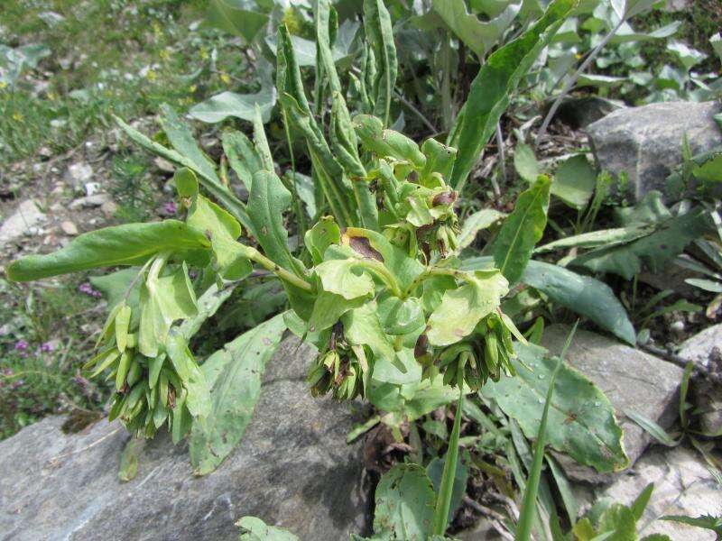 Cerinthe glabra Miller resmi