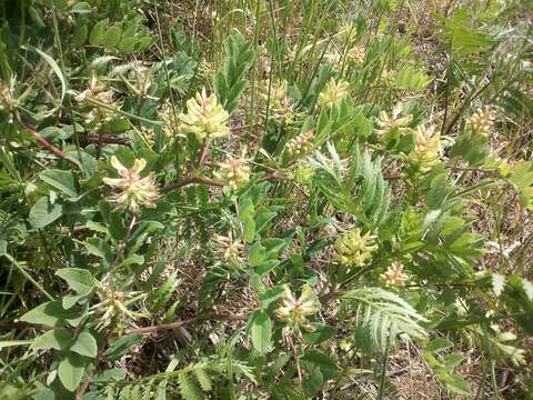 Image of licorice milkvetch