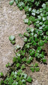 Image of Australian hydrocotyle