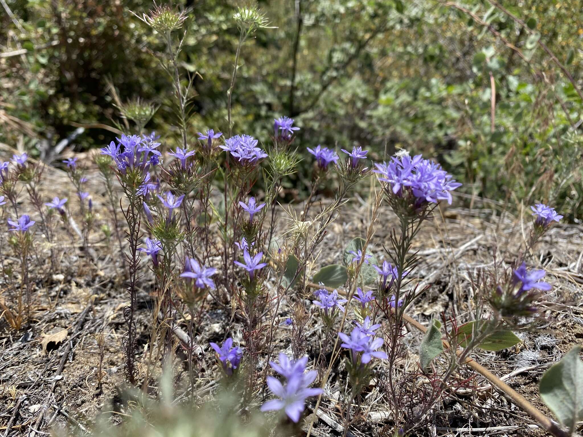 Image of Tehachapi woollystar