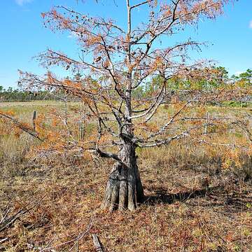 Image of Pond-Cypress