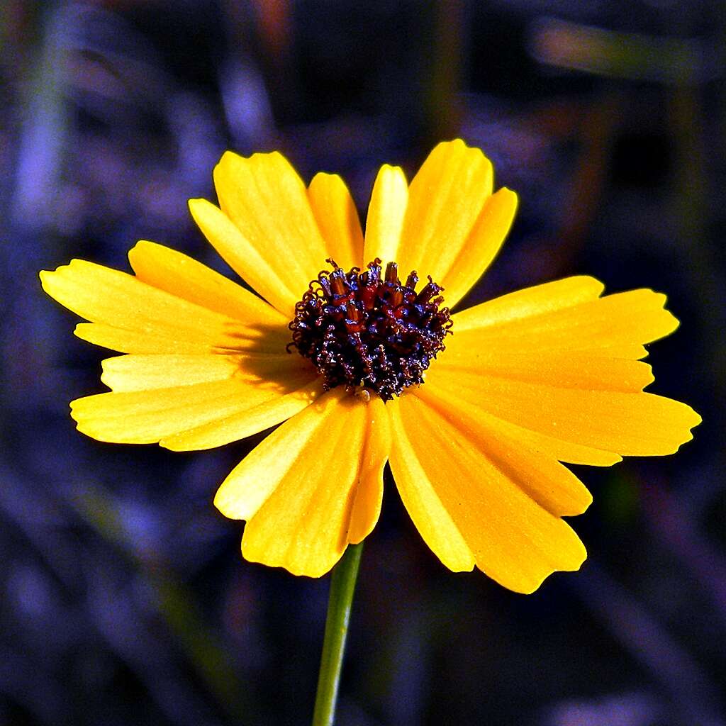 صورة Coreopsis gladiata Walt.