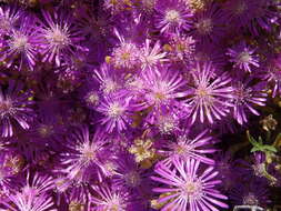 Imagem de Drosanthemum hispidum (L.) Schwant.