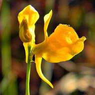 Image of horned bladderwort