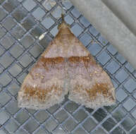 Image of Ambiguous Moth